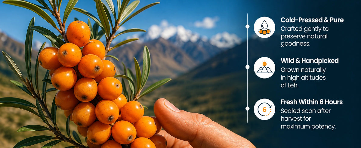 Sea Buckthorn Juice – Pure Pulp Juice | 500ml | JaiGururs