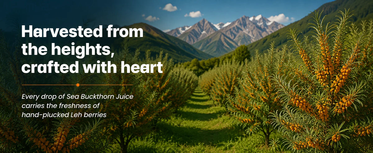 Sea Buckthorn Juice – Pure Pulp Juice | 500ml | JaiGururs